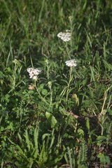 Achillea millefolium