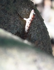 Cnemaspis peninsularis