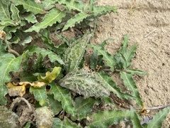 Asclepias prostrata