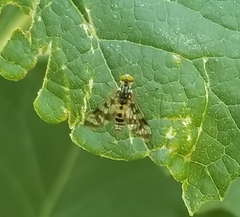 Athericidae