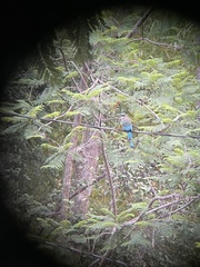 Eumomota superciliosa