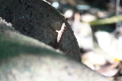 Cnemaspis peninsularis