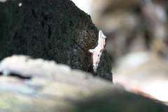 Cnemaspis peninsularis