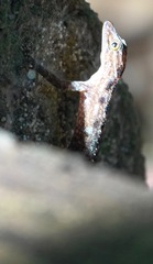 Cnemaspis peninsularis