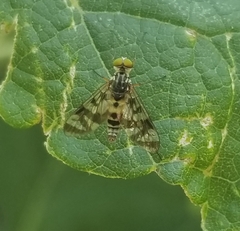 Athericidae