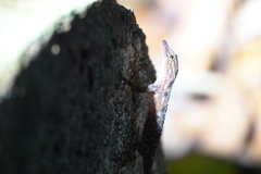 Cnemaspis peninsularis