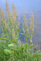 Rumex aquaticus