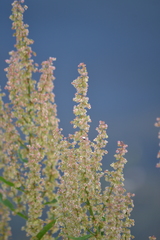 Rumex aquaticus