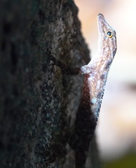 Cnemaspis peninsularis