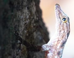 Cnemaspis peninsularis
