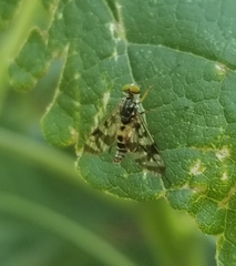 Athericidae
