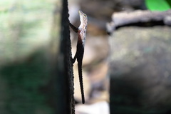 Cnemaspis peninsularis