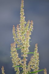 Rumex aquaticus