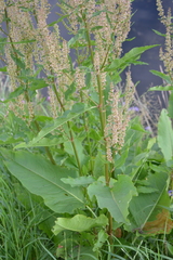 Rumex aquaticus