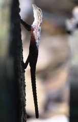 Cnemaspis peninsularis