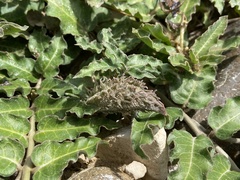 Asclepias prostrata