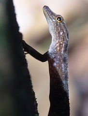 Cnemaspis peninsularis
