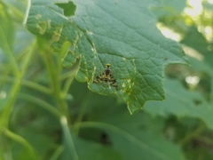 Athericidae
