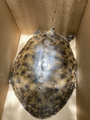 Apalone spinifera aspera