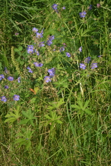 Geranium pratense