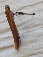 Limnaecia phragmitella