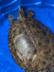 Apalone spinifera aspera