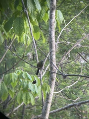 Eumomota superciliosa