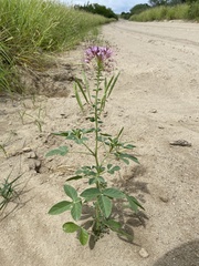 Polanisia dodecandra riograndensis