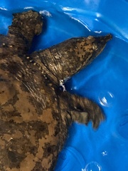 Apalone spinifera aspera