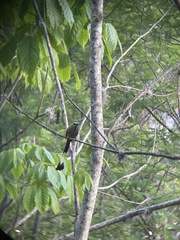 Eumomota superciliosa