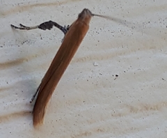 Limnaecia phragmitella