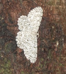 Catoria sublavaria