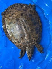 Apalone spinifera aspera