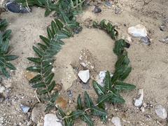 Asclepias prostrata