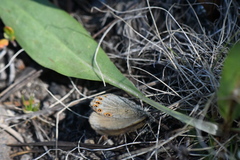 Coenonympha haydenii