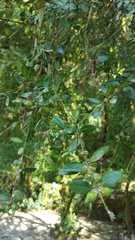 Buxus colchica