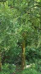 Buxus colchica