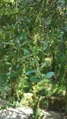 Buxus colchica