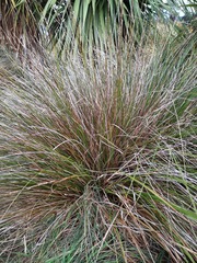 Carex virgata