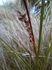 Carex virgata