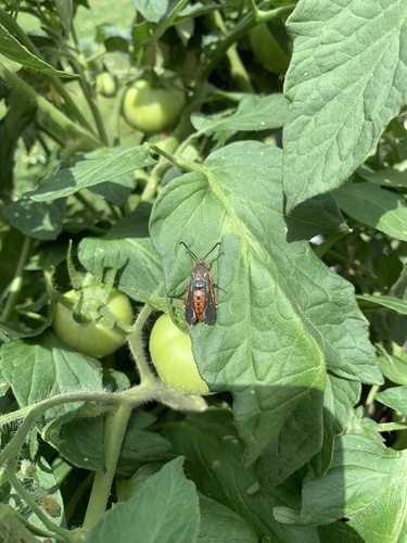 Squash vine borer