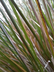 Carex virgata