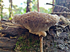Calcipostia guttulata