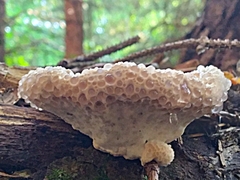 Calcipostia guttulata