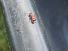 Dasymutilla scaevola