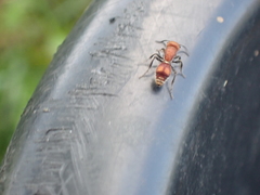 Dasymutilla scaevola