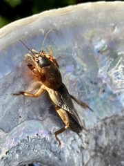 Gryllotalpa africana