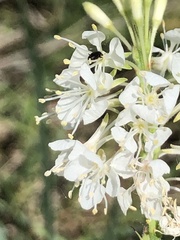 Oenothera glaucifolia