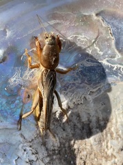 Gryllotalpa africana