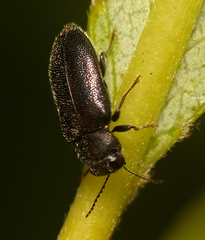 Maoraxia eremita